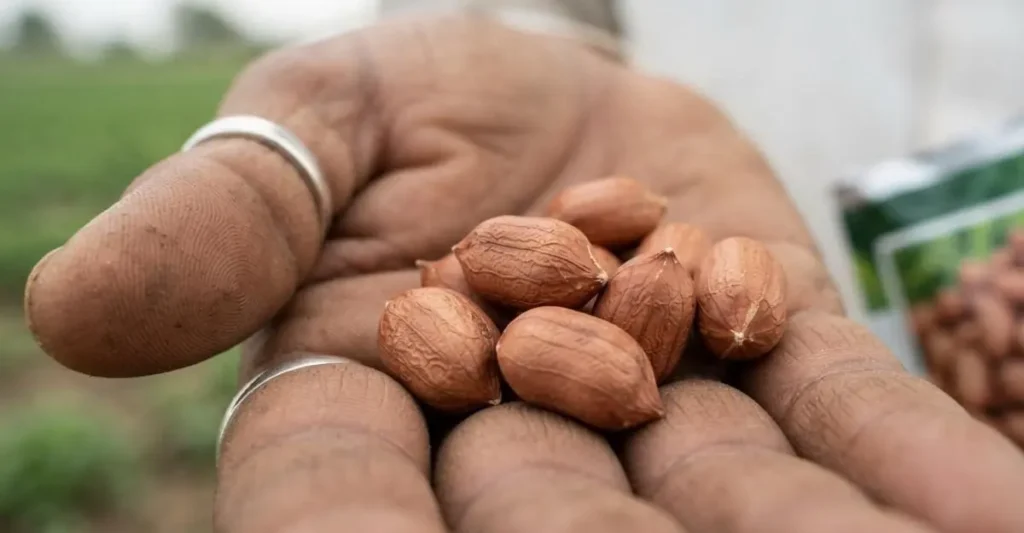 कटाई के बाद सुखाई जा रही मूंगफली